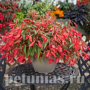 Бегония boliviensis Bossa Nova Rose - 3 шт 10197