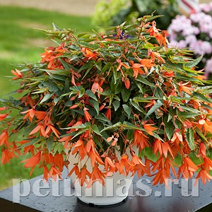 Бегония boliviensis Bossa Nova Salmon Shades - 3 шт 10198