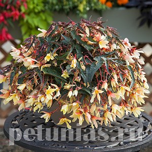 Бегония boliviensis Bossa Nova Yellow - 3 шт 10199