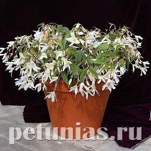 Бегония boliviensis Copacabana F1 White - 5 шт 10203