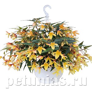 Бегония boliviensis Groovy Mellow Yellow - 3 шт 10204