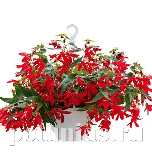 Бегония boliviensis Groovy Red - 3 шт 10206