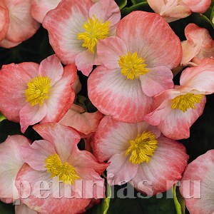 Бегония Sprint Plus Blush Imp - 10 шт 10218