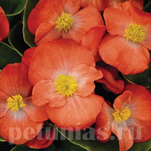 Бегония Sprint Plus Orange - 10 шт 10220