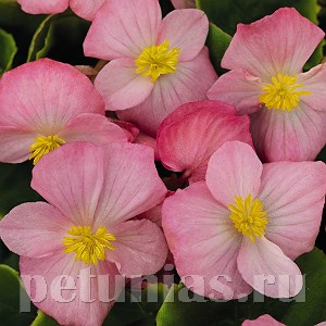 Бегония Sprint Plus Pink - 10 шт 10222