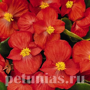 Бегония Sprint Plus Red - 10 шт 10223