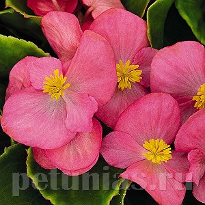 Бегония Sprint Plus Rose - 10 шт 10224