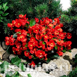 Бегония Super Olympia Red - 10 шт 10228
