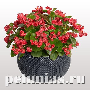 Бегония FlowerBall Red - 5 шт 10236
