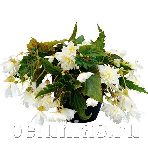 Бегония Funky White - 3 шт 10243