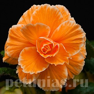 Бегония AmeriHybrid Picotee Lace Apricot - 5 шт 10244