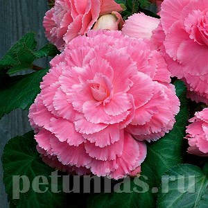 Бегония AmeriHybrid Picotee Lace Pink - 5 шт 10245