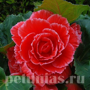 Бегония AmeriHybrid Picotee Lace Red - 5 шт 10246