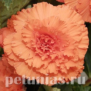Бегония AmeriHybrid Ruffled Apricot - 5 шт 10249