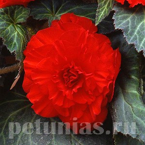Бегония AmeriHybrid Ruffled Scarlet Red - 5 шт 10253