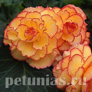 Бегония AmeriHybrid Picotee Sunburst - 5 шт 10255