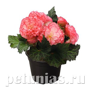 Бегония Nonstop Rose Picotee - 5 шт 10265