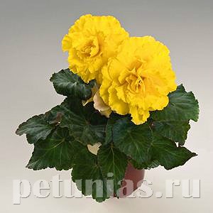 Бегония Nonstop Yellow with Red Back - 5 шт 10270