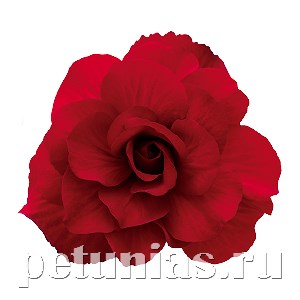 Бегония Nonstop Mocca Deep Red - 5 шт 10274