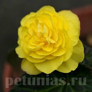Бегония Nonstop Mocca Yellow - 5 шт 10279