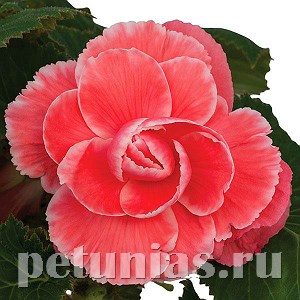 Бегония On Top Melon Lace - 5 шт 10281