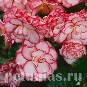 Бегония On Top Pink Halo - 5 шт 10282