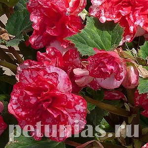 Бегония On Top Polka Dot - 5 шт 10283
