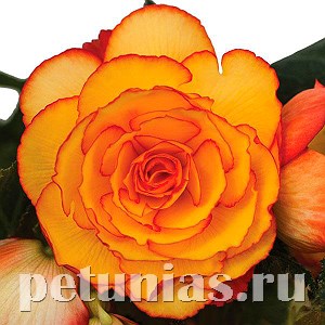 Бегония On Top Sun Glow - 5 шт 10284