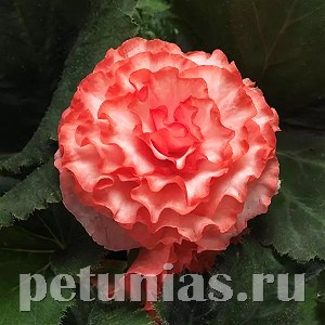Бегония On Top Surprise - 5 шт 10286