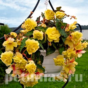 Бегония Illumination Lemon - 5 шт 10295