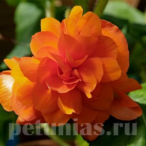 Бегония Illumination Orange - 5 шт 10296