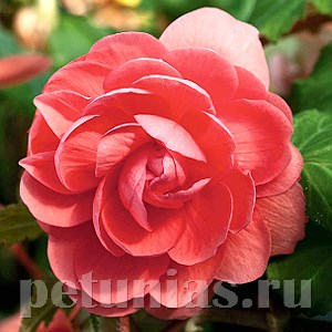 Бегония Illumination Salmon Pink - 5 шт 10298