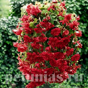 Бегония Illumination Scarlet - 5 шт 10299