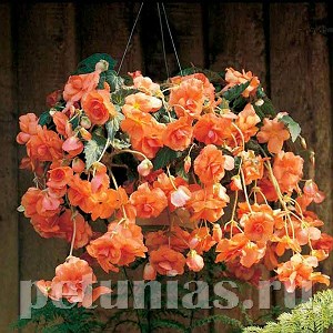 Бегония ампельная Sun Dancer Apricot - 5 шт 10301