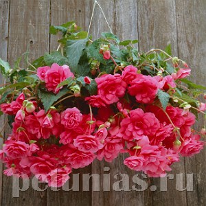 Бегония ампельная Sun Dancer Pink - 5 шт 10302