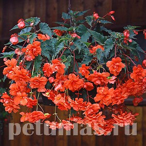 Бегония ампельная Sun Dancer Salmon - 5 шт 10304