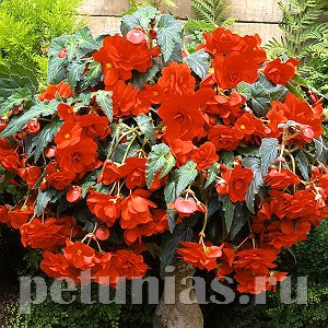 Бегония ампельная Sun Dancer Scarlet Orange - 5 шт 10305
