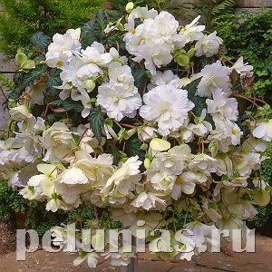Бегония ампельная Sun Dancer White - 5 шт 10306