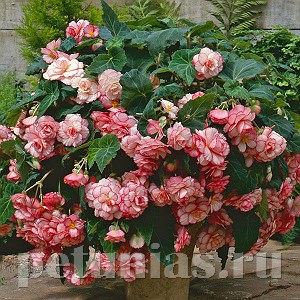 Бегония ампельная Sun Dancer White Pink Picotee - 5 шт 10307