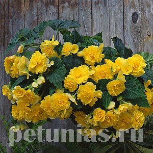 Бегония ампельная Sun Dancer Yellow - 5 шт 10308
