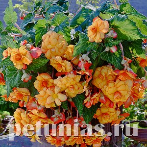 Бегония ампельная Sun Dancer Yellow Red Picotee - 5 шт 10309