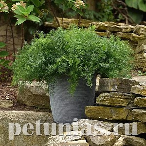 Аспарагус FuzzyFern Frizz - 5 шт 10636
