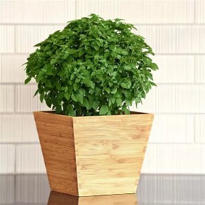 Базилик Bonsai - 10 шт 10637