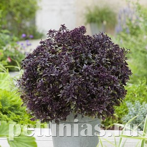 Базилик Purple Ball - 5 шт 10638