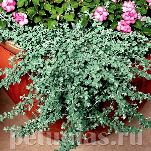 Гелихризум мелколистный Silver Mist - 3 шт 10588