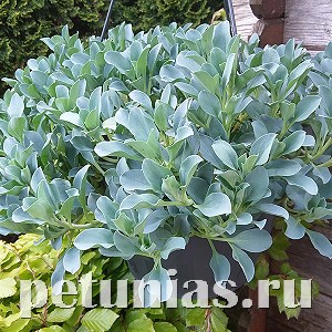 Мертензия приморская Silver Ocean - 5 шт 10784