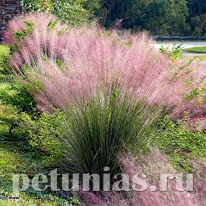 Мюленбергия власовидная Rosy - 3 шт 10786