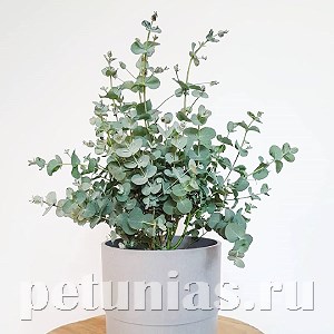 Эвкалипт Silver Dollar - 3 шт 11382