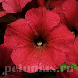 Петуния Easy Wave Berry Velour - 5 шт 10850