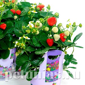Земляника Delizz F1 -  3 шт 10013